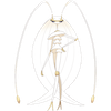Pheromosa