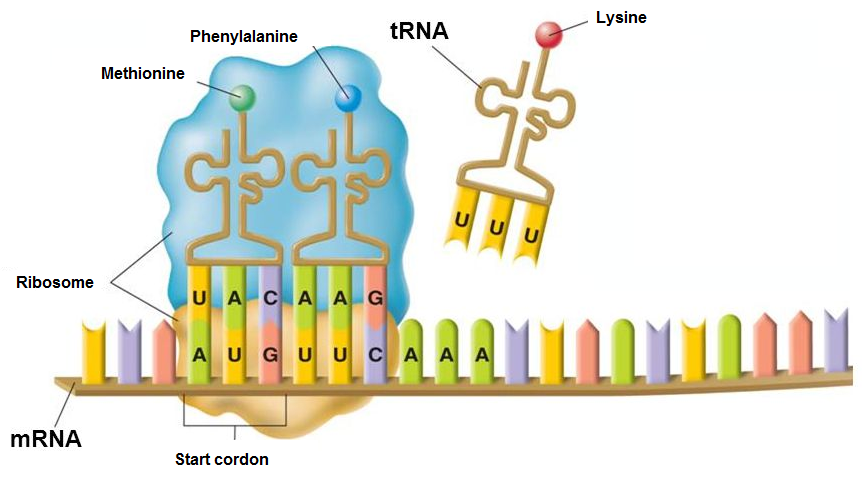 Naissance_acides_amines