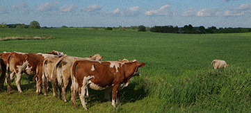 Enclosures (Husbandry)