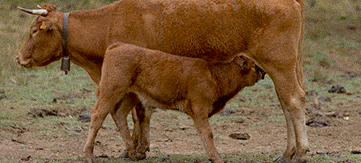 Breeding Farms (Husbandry)