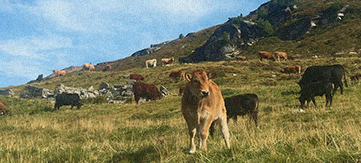 Open Field Pasturing (Husbandry)