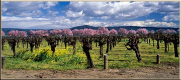 Wine Exports (Rural)