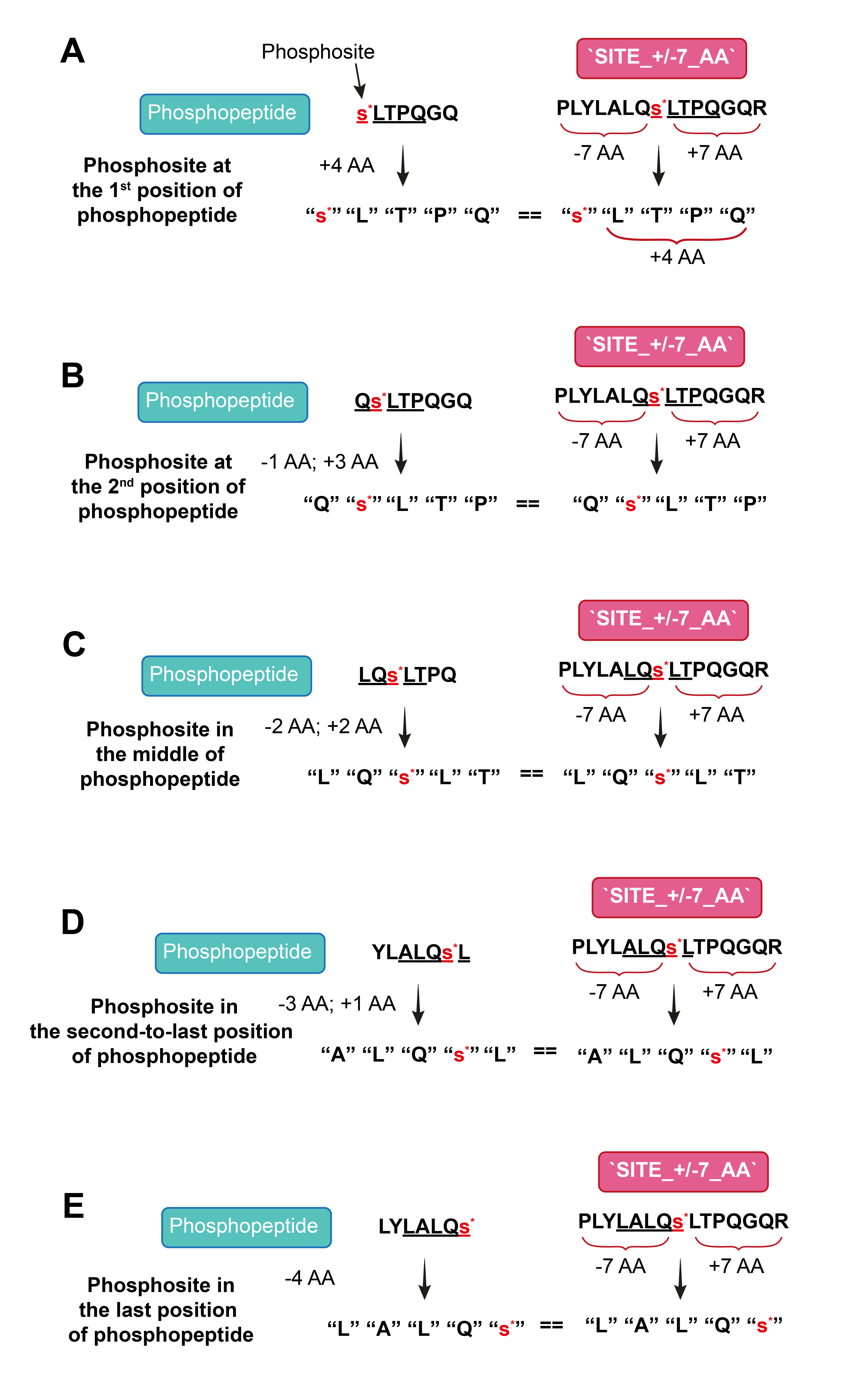 Figure 1. Explanation of ‘PhosphoFind’ function. Depending on the position of the phosphosite in the phosphopeptide, ‘PhosphoFind’ will look for the alignment using different aminoacids. If the phosphosite is at the begining of the phosphopeptide (A), it will use the phosphosite and the following 4 aminoacids. If it is in the second position (B), it will use the previous aminoacid and the following 3 aminoacids to the phosphosite.If it is in the middle (C), it will use the previous 2 and following 2 aminoacids. If it is the second-to-last position (D), it will use the previous 3 and the following aminoacid. And if the phosphosite is at the end of the phosphopepide (E), it will use the previous 4 aminoacids.