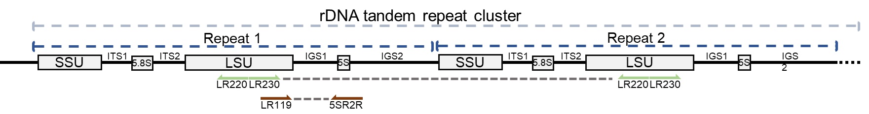 rDNA Diagram