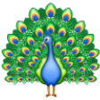 Peacock on Samsung One UI