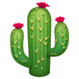 Cactus on WhatsApp