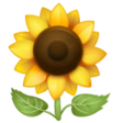 Sunflower on WhatsApp
