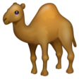 Dromedary Camel on WhatsApp