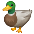 Duck on WhatsApp