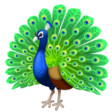 Peacock on WhatsApp