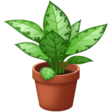 Potted Plant on WhatsApp