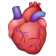 Anatomical Heart on WhatsApp
