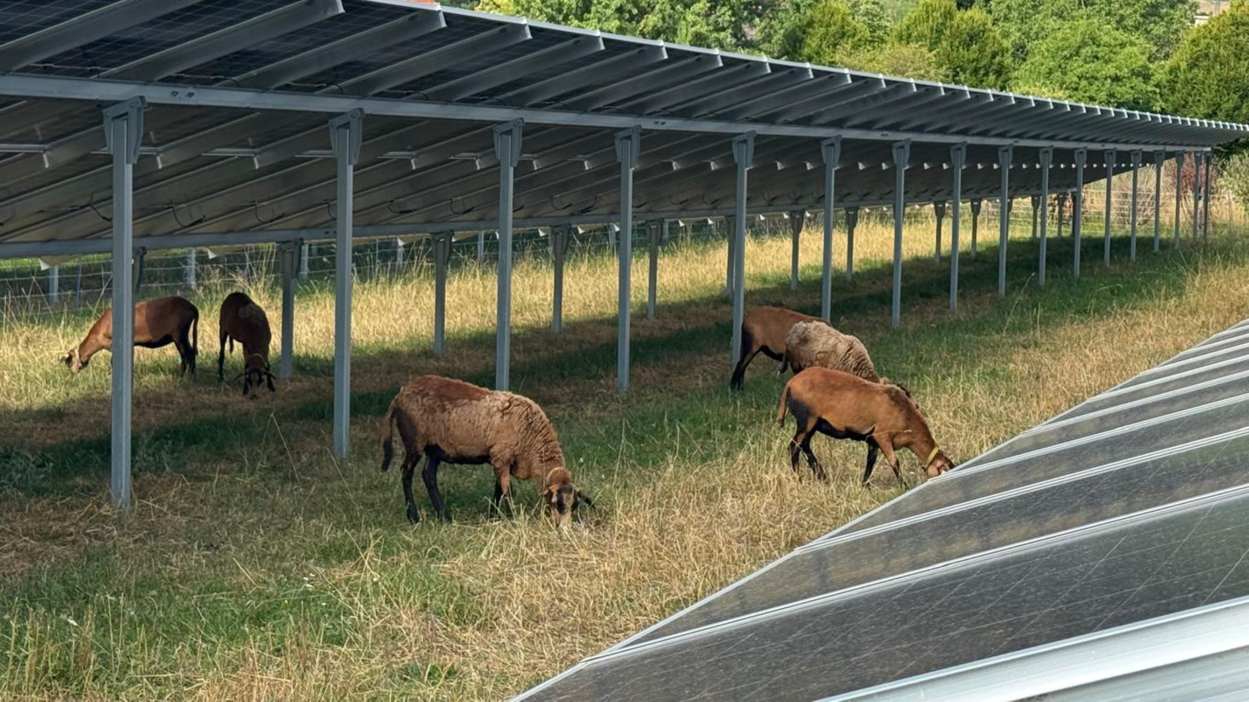 Engerwitzdorf Sheep