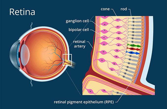 Illustration of retina anatomy