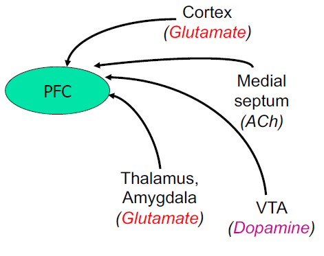 PFC integrates glutamate and dopamine inputs