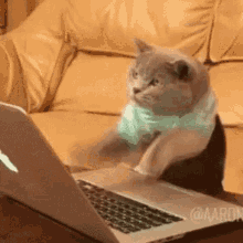 typing cat gif