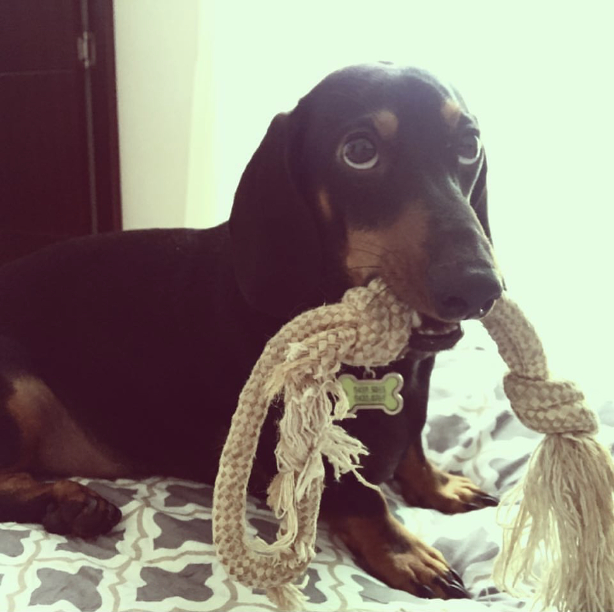 Original image of a cute, big-eyed puppy in grayscale