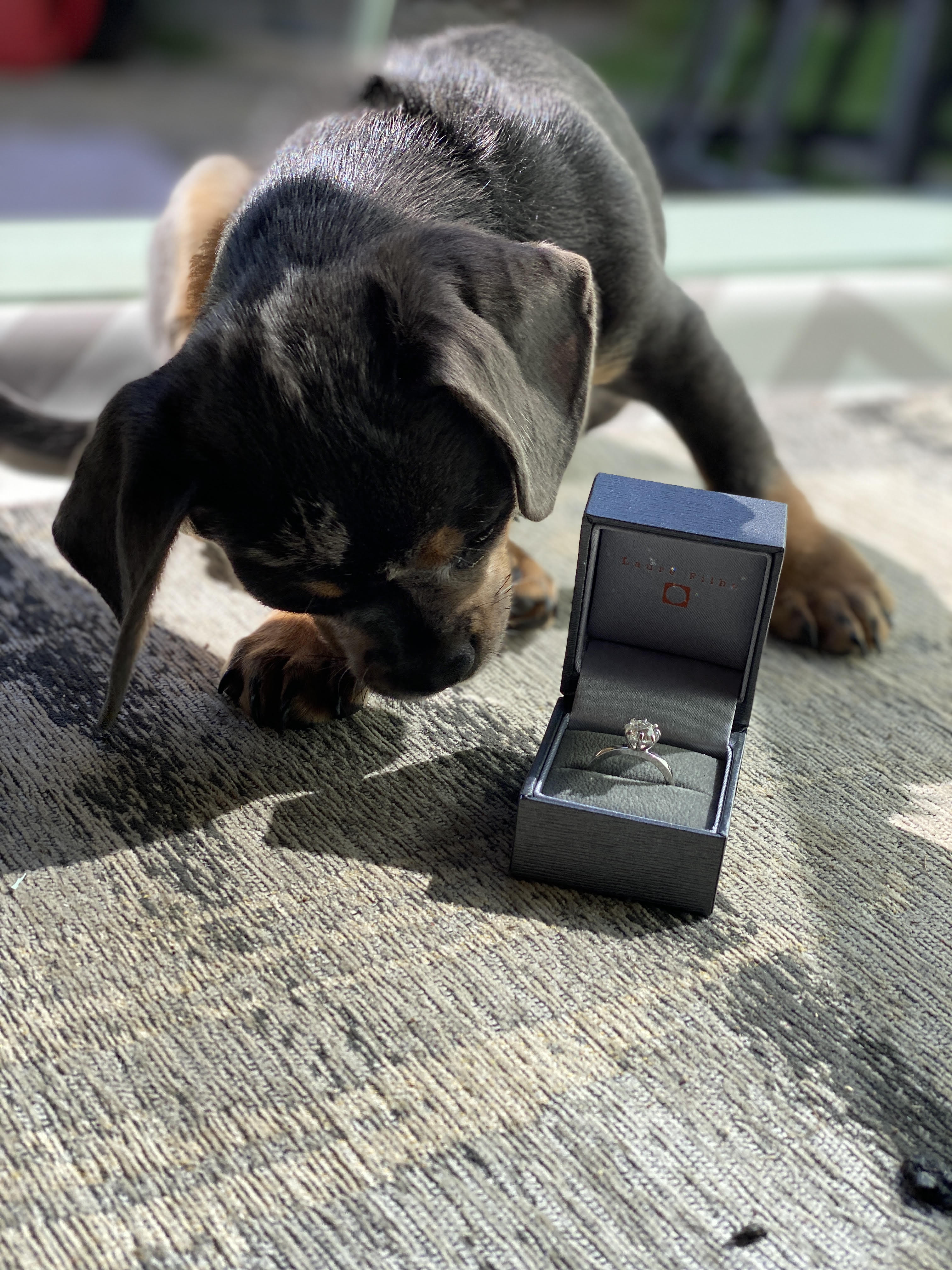 Dog beside a jewellery presentation box