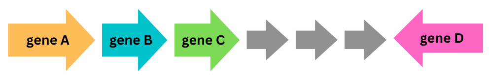 synteny example