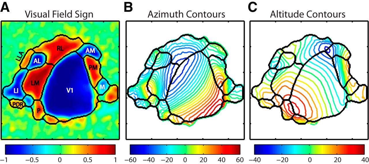 visual areas of mouse