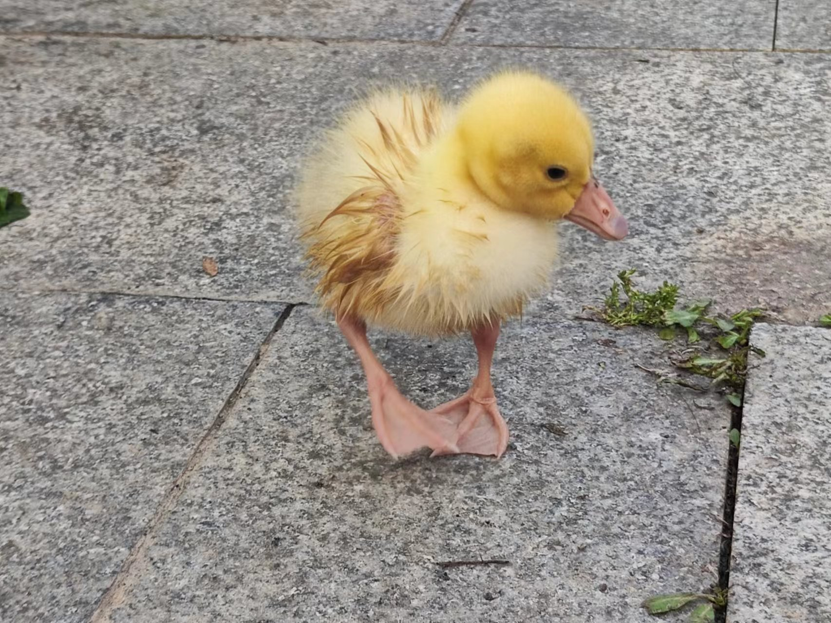 image-20240915084944411