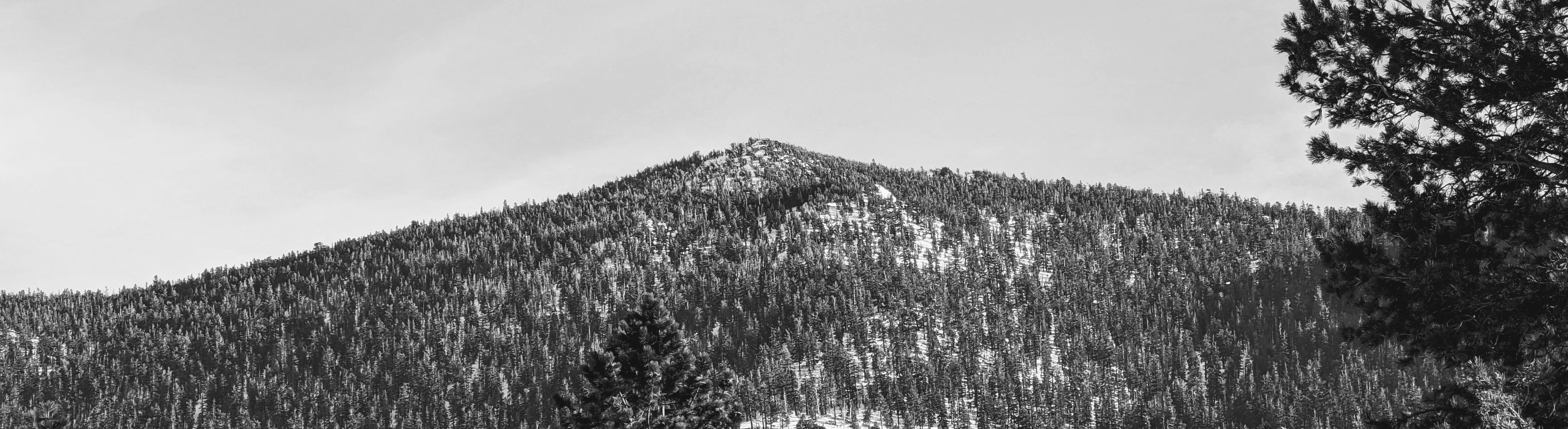 Banner containing a black and white photograph of a mountain covered in trees with snow on the ground. The mountain is in the background and takes up most of the image. The sky is visible above the mountain and is mostly cloudy. The trees on the mountain are coniferous and densely packed. The foreground consists of a few trees on the right side of the image.