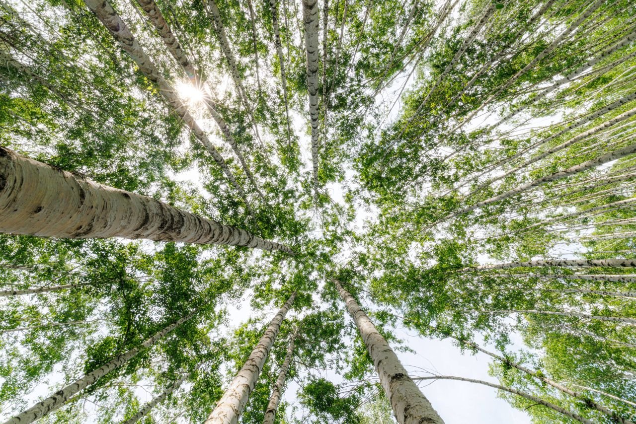 Looking straight up through the birch forest at Wondae-ri in Inje, Gangwon, the tree Round Lab's birch-sap line is named after (원대리 자작나무 숲) — ⓒ한국관광공사 포토코리아-손명권 (Korea Tourism Organization, KOGL Type 1)