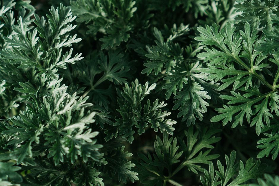 Close-up of dense green mugwort (Artemisia) leaves, the same plant genus behind the extract in Korean mugwort toners and essences. — Photo by Veronica on Pexels