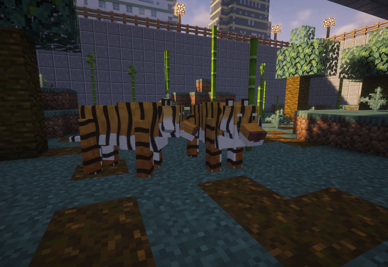 Two tigers in a bamboo-planted zoo pen