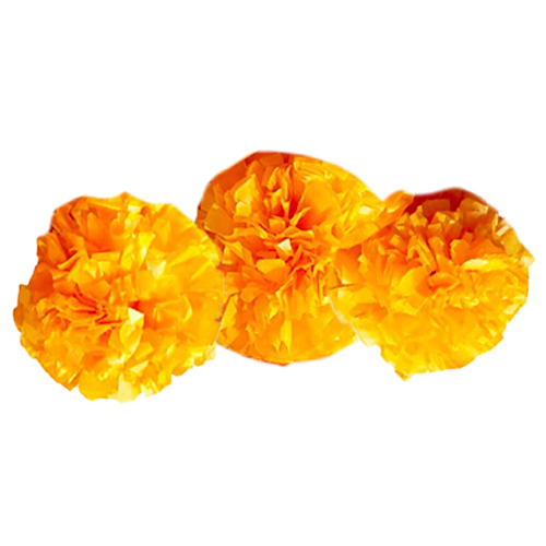 Flor de Cempasúchil