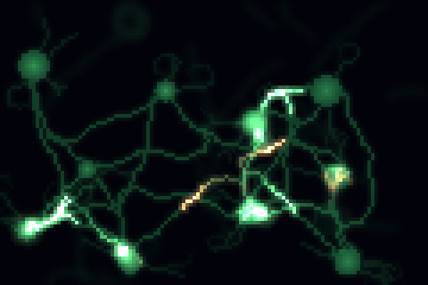 neurons