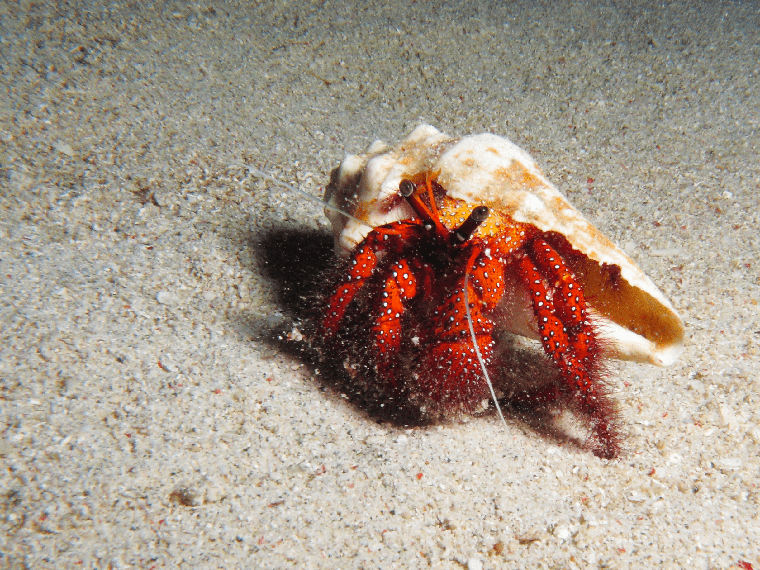 hermit-crab