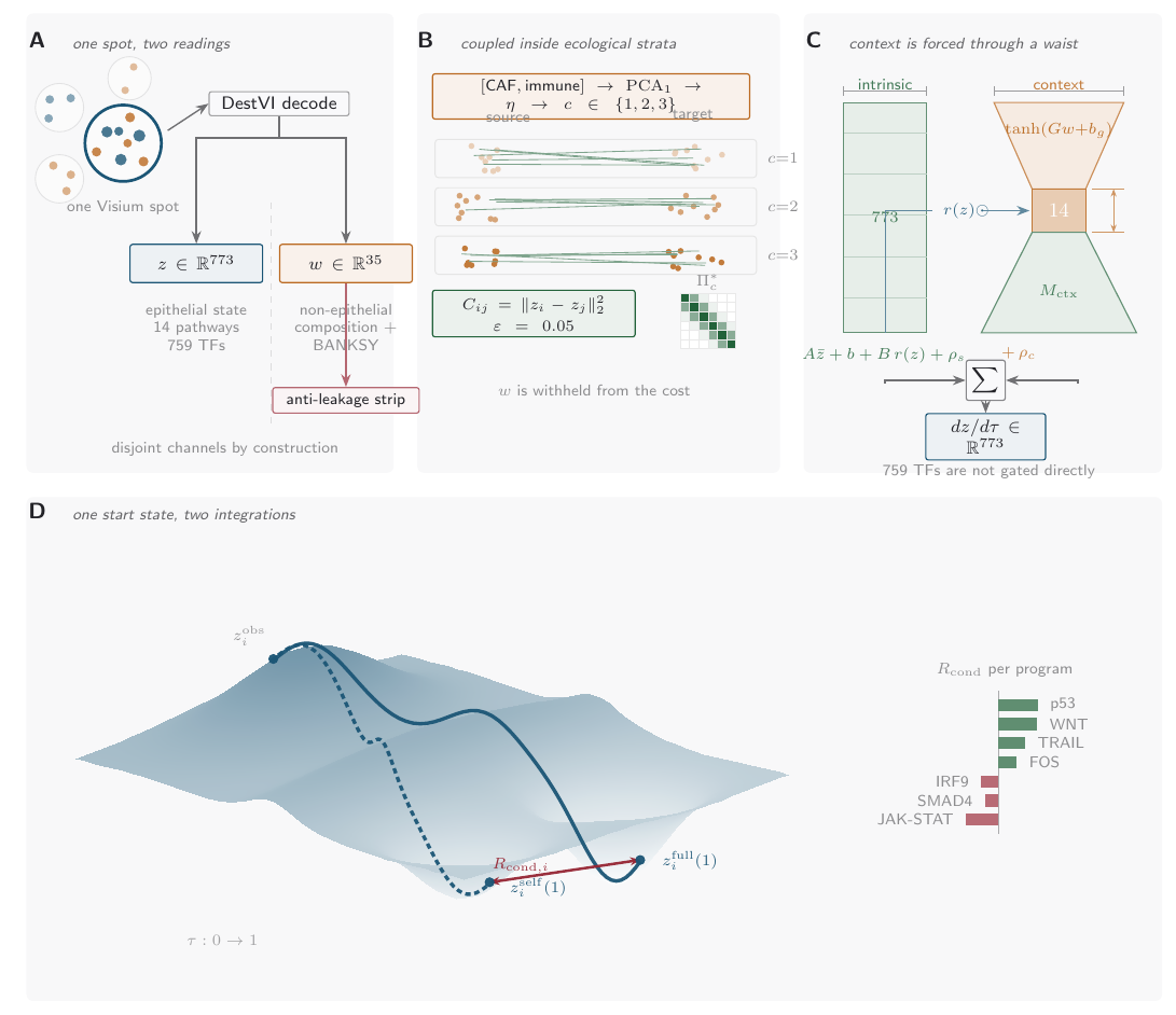 CRRT-UDE StageBridge architecture showing receiver state, spatial context, context-gated vector-field decomposition, and conditional regulatory transport