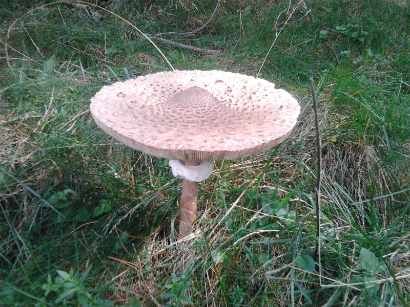 Foto 12