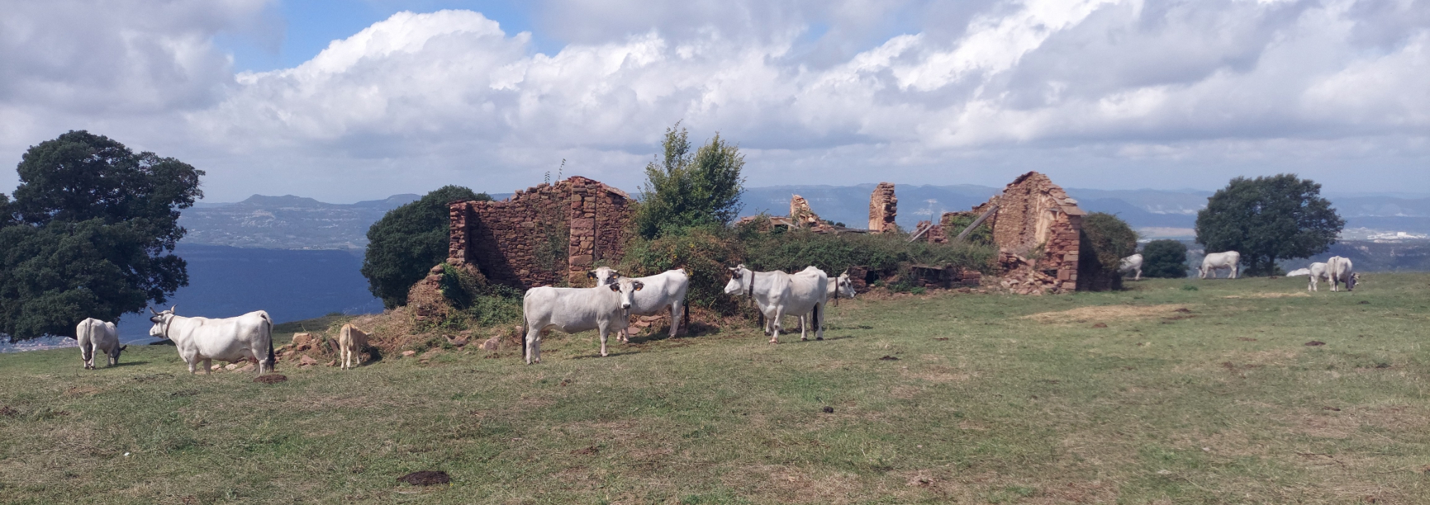 De Figaró a Sant Martí de Centelles pel Tagamanent (100 Cims), Can Bosc i el Bellit