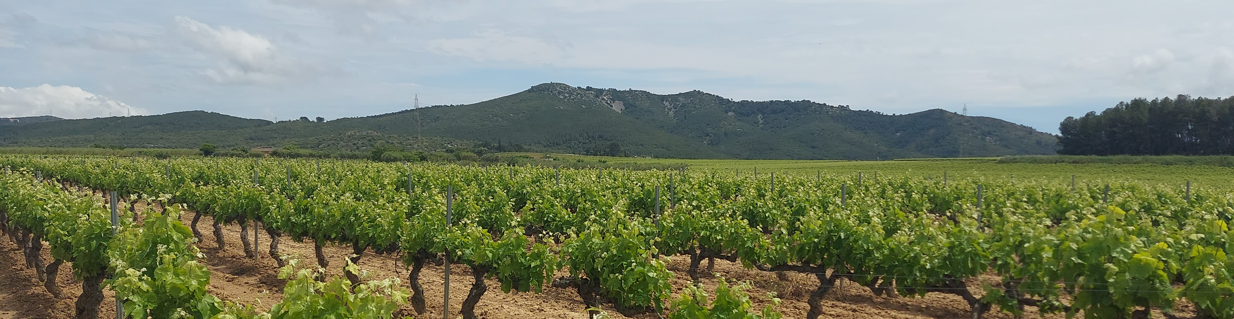 Dels Monjos a Vilafranca per MAC Olèrdola i la Penya del Papiol (100 Cims)