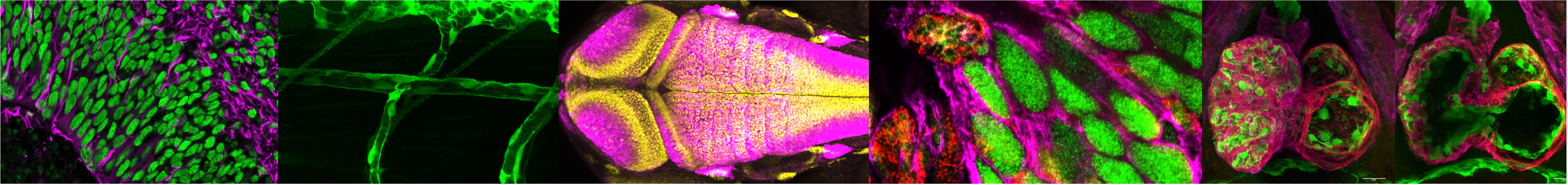 Serrano Lab Research Banner