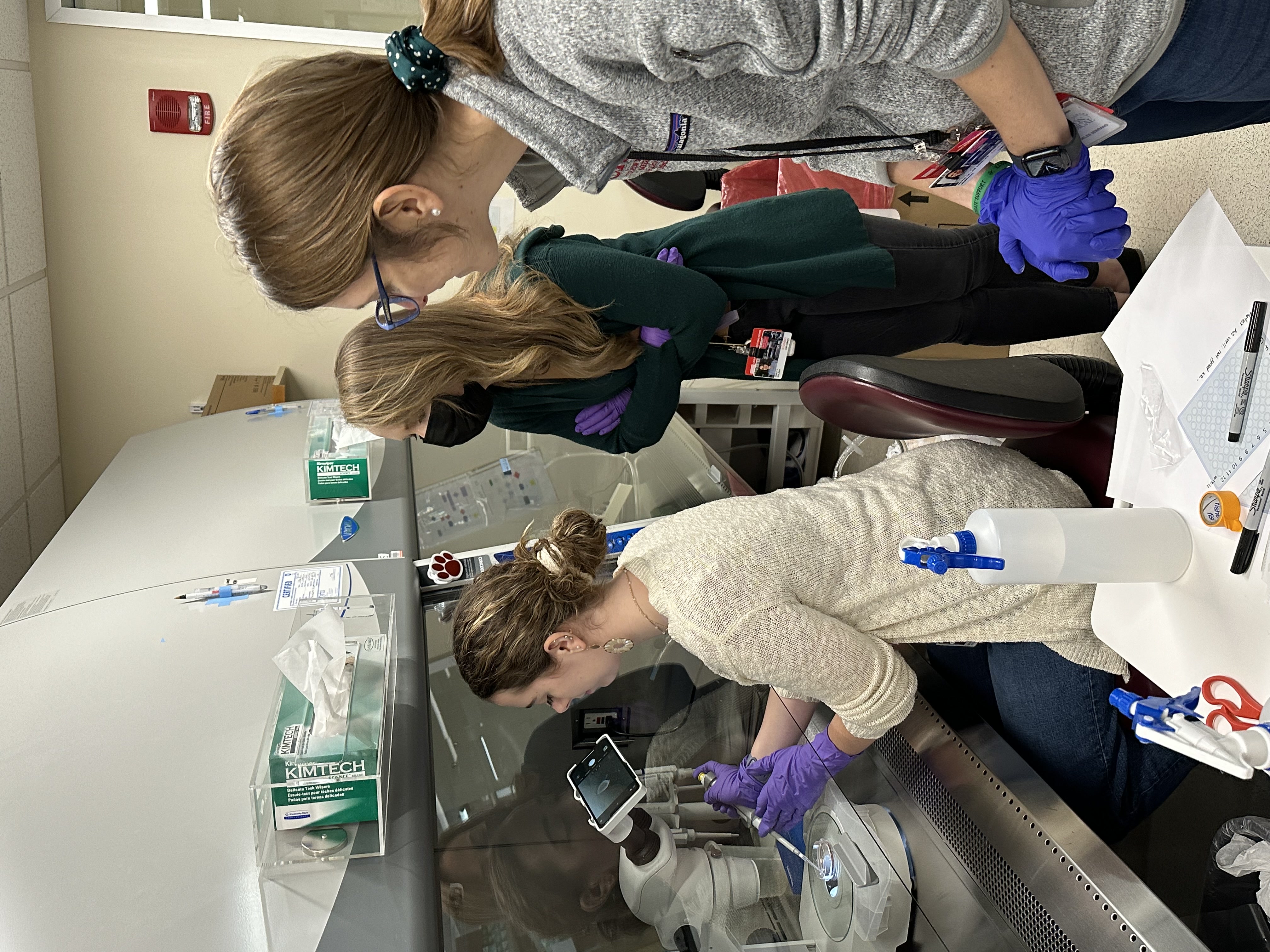 Researcher at the hood picking neural rosettes while two lab members observe from behind