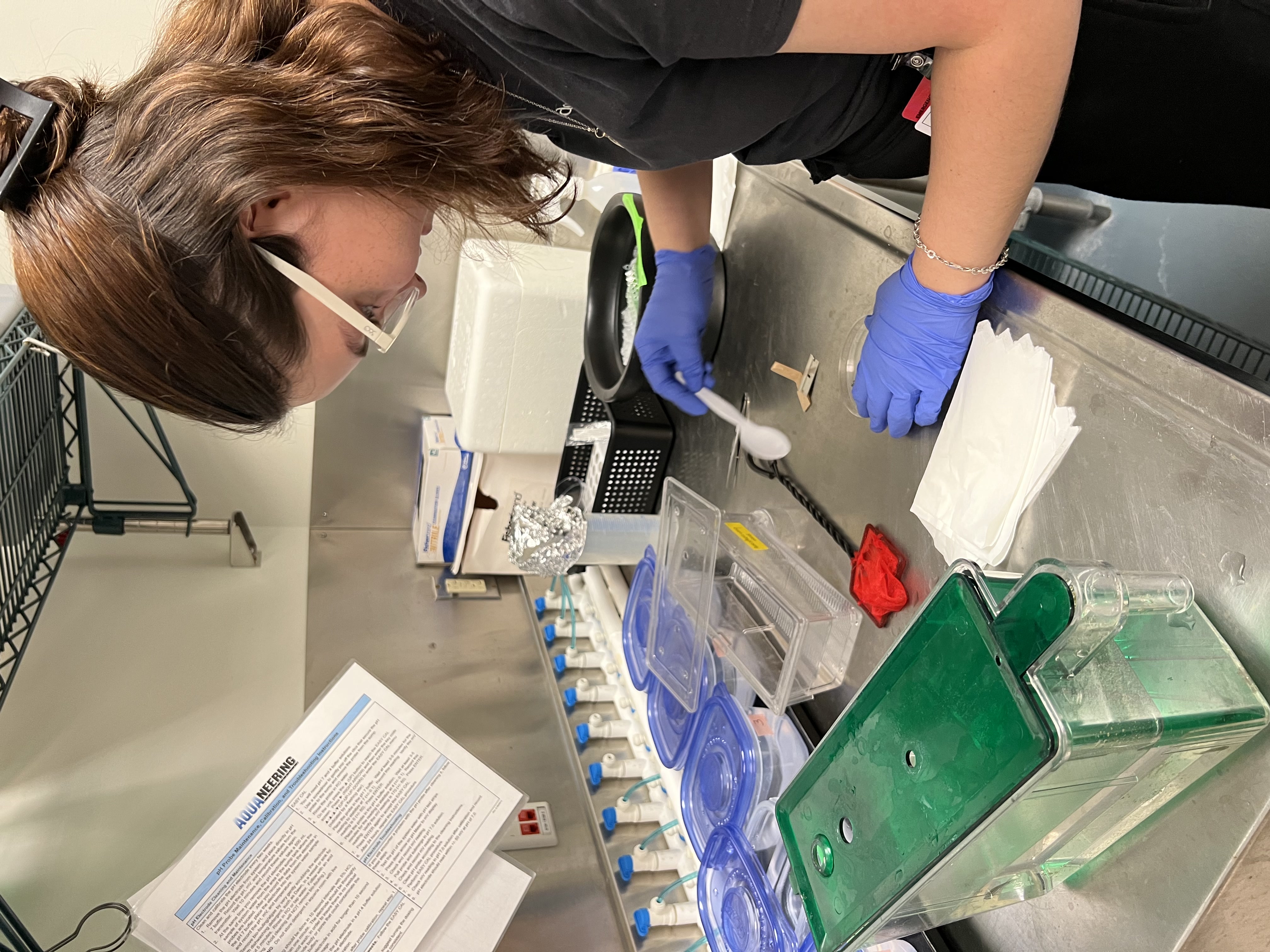 Emilia fin-clipping zebrafish for the first time at the dissecting scope