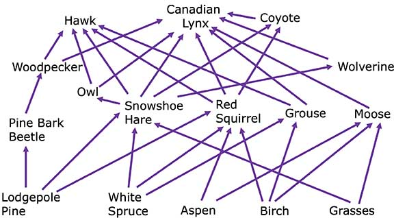 food-web