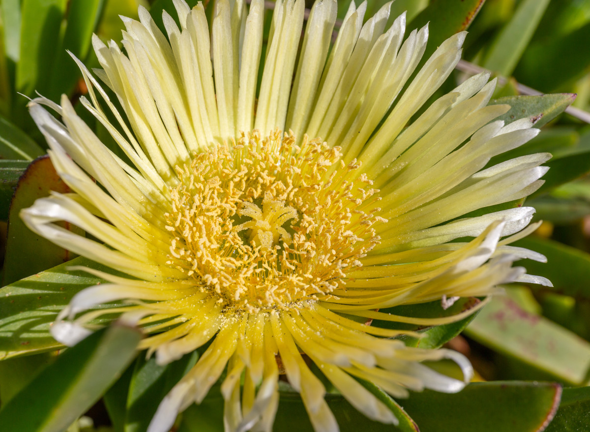 The flower of the sour fig is a large Pseudanthium inflorescence that contrasts in size with its small, elongated succulent leaves.