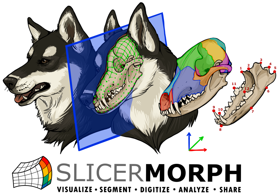 SlicerMorph logo