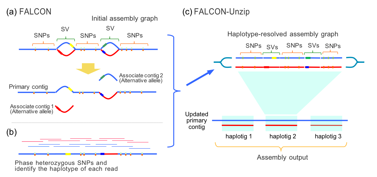 FALCON pipeline