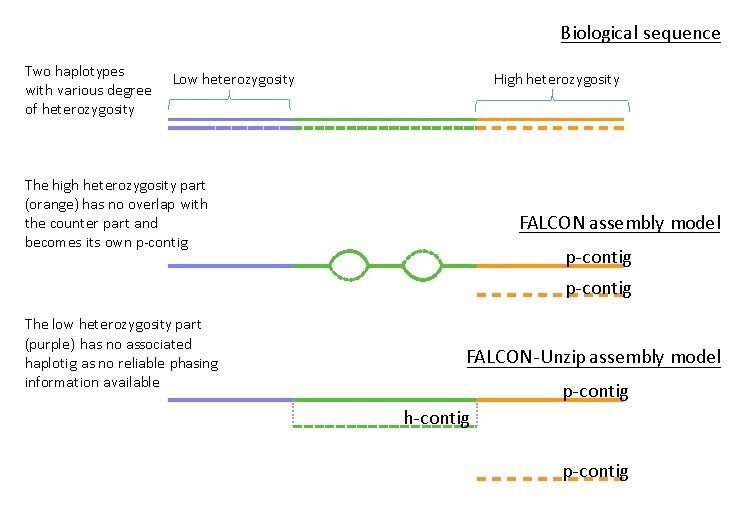 Heterozygosity levels