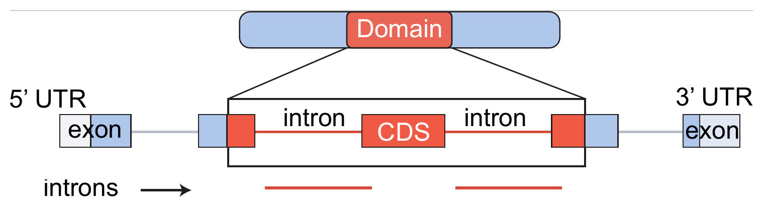 introns output: the introns inside the domain span