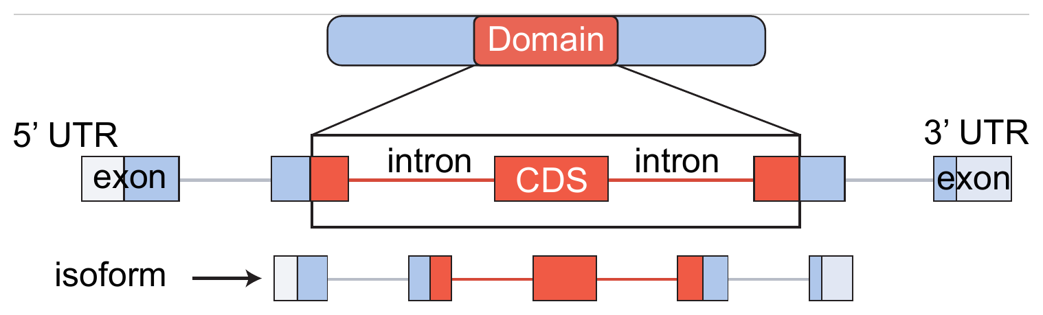 isoform output: the whole transcript structure with the domain marked