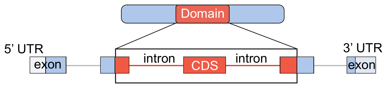a protein domain mapped onto the transcript's exon / intron / UTR structure
