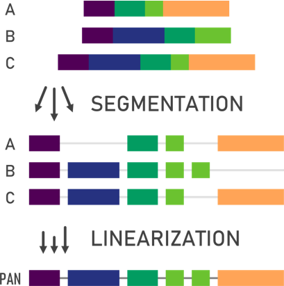 Visual explanation of pangenome linearization