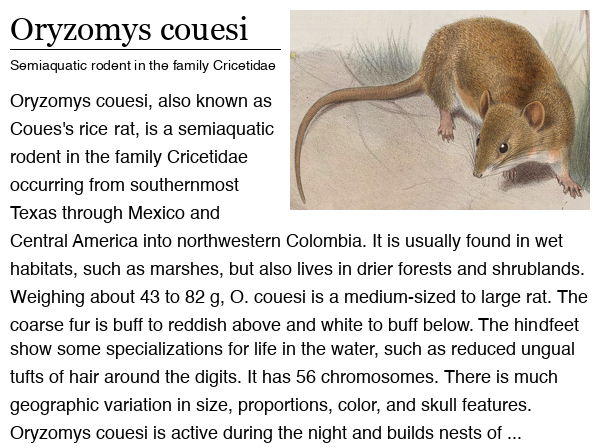 Oryzomys couesi