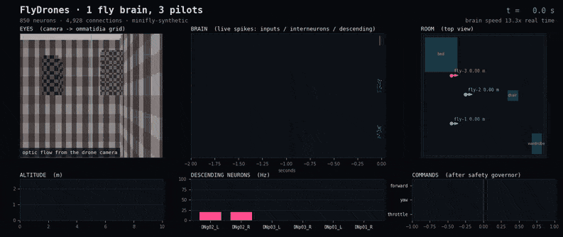 Three simulated drones flown by three copies of the same connectome